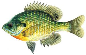 Bluegill